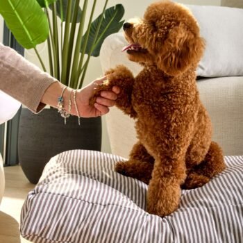 Cama para Perros Nube Rayas