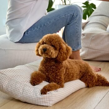 Cama para Perros Nube Vichy