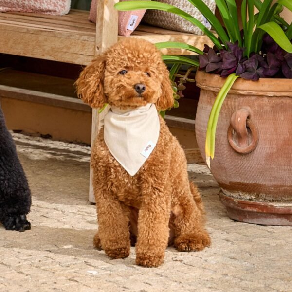 Bandana Beige Perros