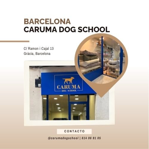 caruma dog school